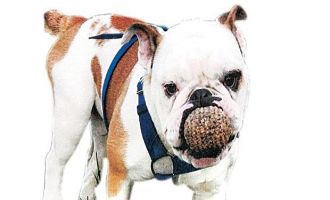 THY, ölen köpek için tazminat ödeyecek